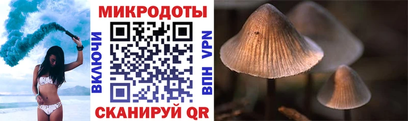 купить наркотик  Шахты  Псилоцибиновые грибы Cubensis 